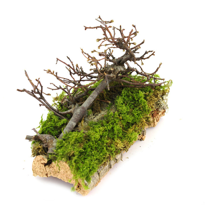 Tree laid out on cork for nativity scene 16x12 cm