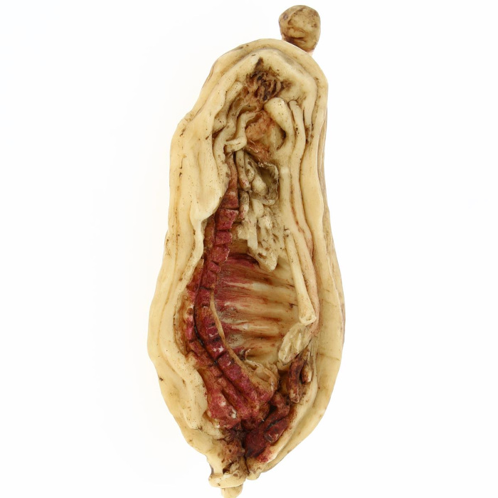 Meat for DIY nativity scene shepherds 20 25 cm