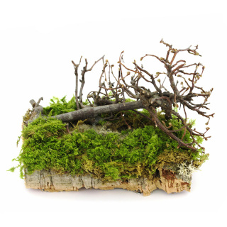 Árbol dispuesto sobre corcho para belén de bricolaje 16x12 cm