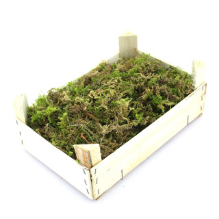 Cajita de madera con musgo blando 320 g