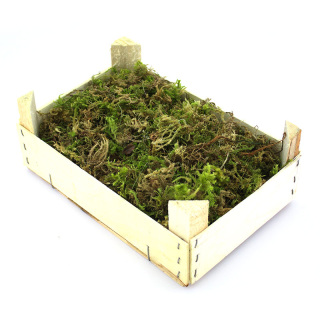 Cajita de madera con musgo blando 320 g