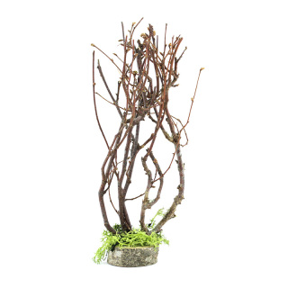 Árboles con ramos secos para belén 22 cm