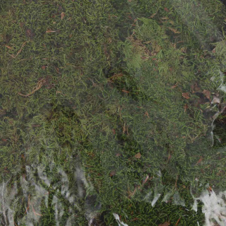 Musgo para belén pack 1 kg